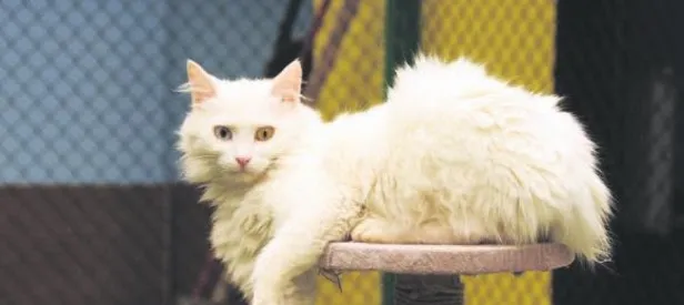 Van kedilerine otel hizmet