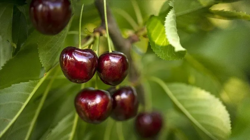 ibrahim-saracoglu-gaz-agrisi-cekenler-icin-acikladi-bu-cayi-icenin-agrilari-hemen-kesiliyor-1724156083836.jpg İbrahim Saraçoğlu gaz ağrısı çekenler için açıkladı! Bu çayı içenin ağrıları hemen kesiliyor-4