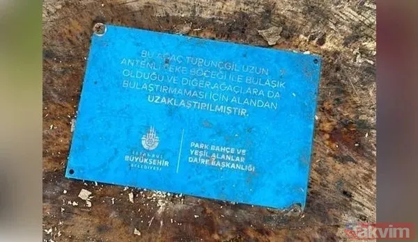 İBB'nin Çırağan'daki ağaç katliamının raporu açıklandı! Bilimsel çalışma yapılmadığı ortaya çıktı - 6