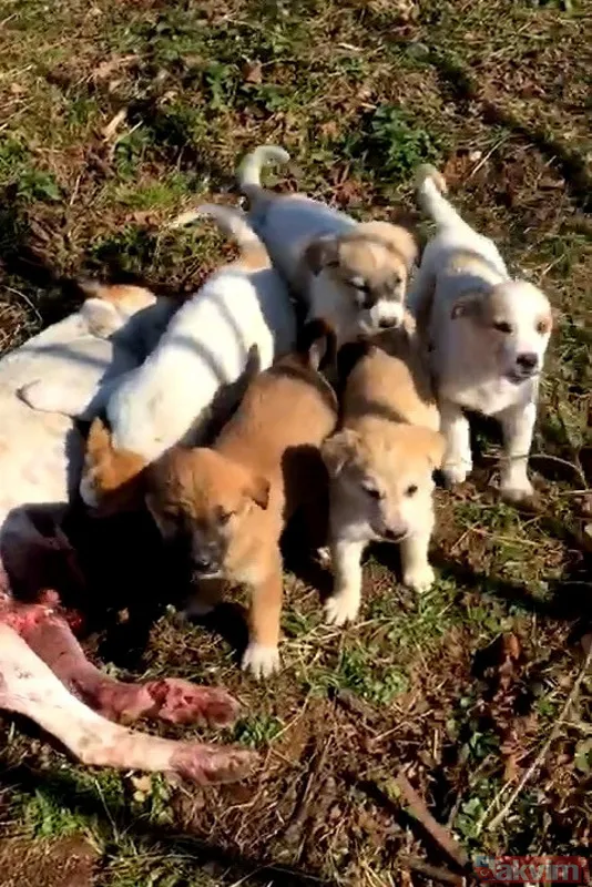 Duygulandıran görüntü! Pompalı tüfekle öldürülen köpeğin 7 yavrusu başından ayrılmadı - 8