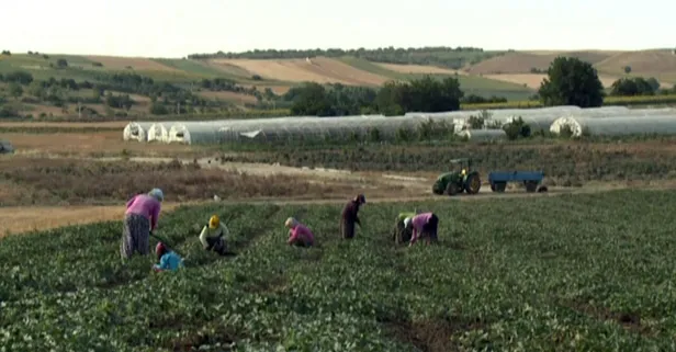 Çiftçi ücretsiz (bedava) hazine arazisi nasıl alacak? Çiftçiye ücretsiz hazine arazisi hangi illerde il il liste... Hazine arazisi nedir?-2