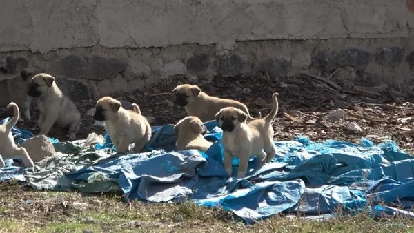 kuduz-kopegin-isirdigi-cocugun-koyunde-korku-hakim-basibos-kopekler-cirit-atiyor-1667630298407.jpeg Kuduz köpeğin ısırdığı çocuğun köyünde korku hakim: Başıboş köpekler cirit atıyor-4