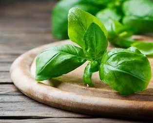 Katarakta karşı fesleğen