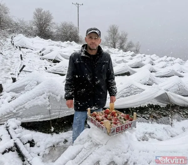 Samsun'da Kar Altında Yetişiyor! Bu Hasada Talep Yağıyor - 3