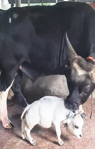 Cüce inek sadece 51 santim (Yaşam haberleri)