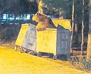 Ayı şehre indi
