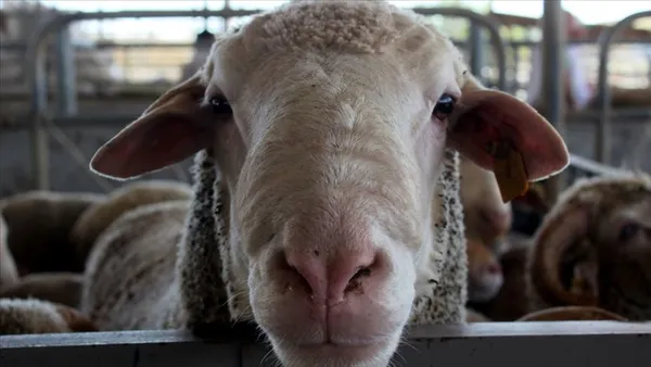 kimler-kurban-kesebilir-kadinlar-kurban-kesebilir-mi-kurban-kesmek-farz-mi-sunnet-mi-1626689401008.jpg Kadınlar kurban kesebilir mi? Kurban kesmek farz mı sünnet mi? Kimler kurban kesebilir?-2