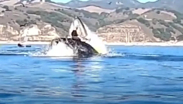 kambur-balina-kanoya-binen-iki-kadini-yutmaya-calisti-1604747210451.jpg Kambur balina, kanoya binen iki kadını yutmaya çalıştı-3