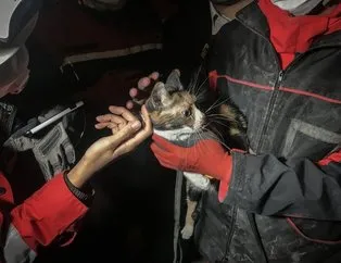 K-9 köpeği enkaz altında kalan kediyi kurtardı