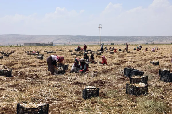 Son dakika: Tarlada 8 markette 40 lira! Gaziantep'te sarımsak hasadı başladı-4