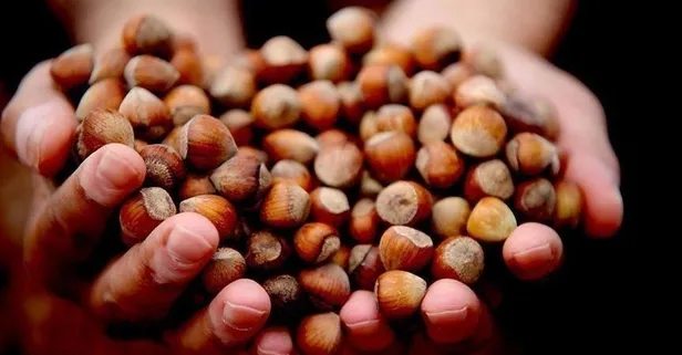 2 Mart 2021: Fındık fiyatları ne kadar oldu? 2 Mart il il fındık fiyatları listesi! Ordu, Giresun, Trabzon, Zonguldak...