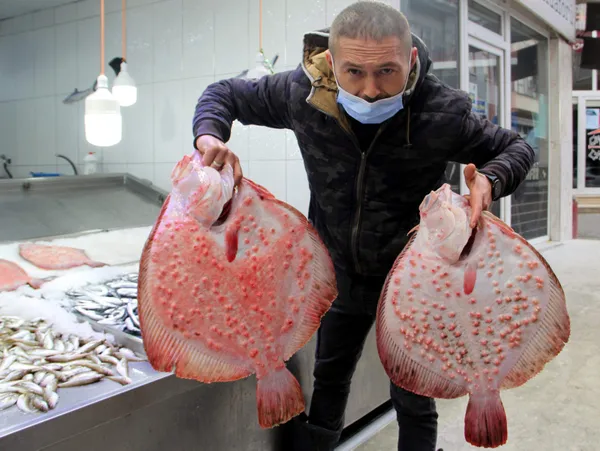 sinopta-kalkan-kilosu-200-liradan-tezgahta-yerini-aldi-1607348237723.jpg Sinop'ta kalkanın kilosu 200 liradan tezgahta yerini aldı-2