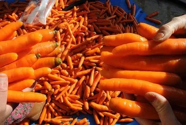 Migren ağrısına havuç