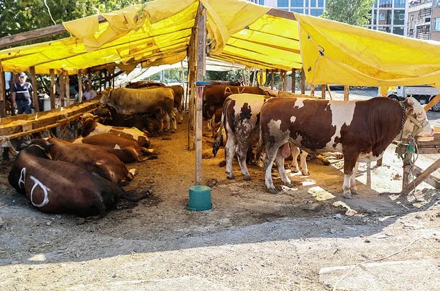 Kurbanlıkların ilk fiyatları belli oldu!