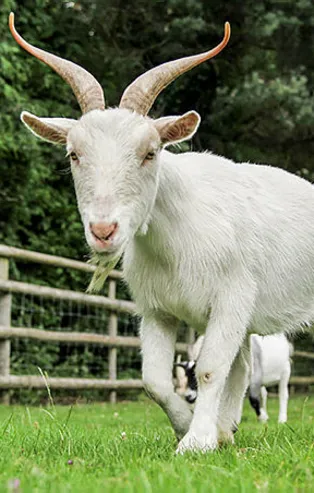 Rüyada keçi görmek ne anlama gelir?