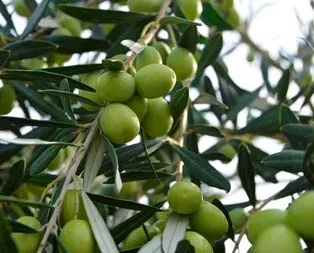 Son zeytinler ekmek kapısı