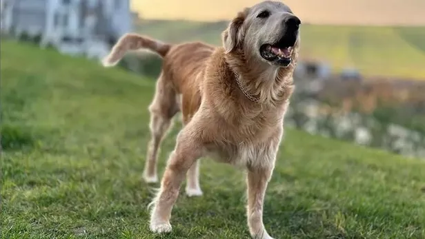 fenomen-kopek-hera-oldu-mu-neden-oldu-fenomen-kopek-hera-kac-yasinda-unlu-isimler-yorum-yagdirdi-1674485045579.jpeg FENOMEN KÖPEK HERA ÖLDÜ MÜ, neden öldü? Fenomen köpek Hera kaç yaşındaydı? Ünlü isimler yorum yağdırdı!-5