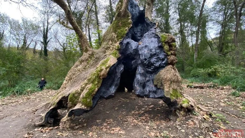 İstanbul’un en yaşlı ağacı! Sarıyer Bahçeköy’deki Doğu Çınarı tam bin 300 yaşında