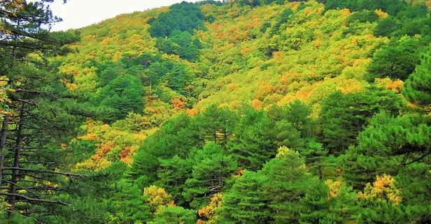 7 Eylül KPSS 2025 sorusu: Kıyı bölgelerin ormanlığın çok, iç bölgelerde ormanlık alanın az olmasının sebebi nedir?