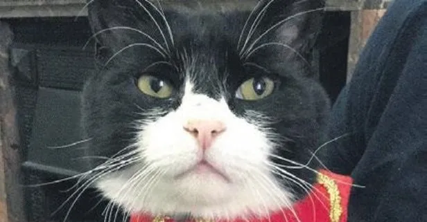Palmerston isimli kedi İngiltere Dışişleri Bakanlığı’ndan emekli oldu