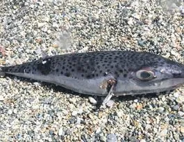 Siyanürden bin kat tehlikeli