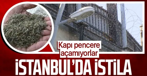İstanbul’da göl sineği kronomid istilası! Büyükçekmece’de oturanlar kapı pencere açamıyor