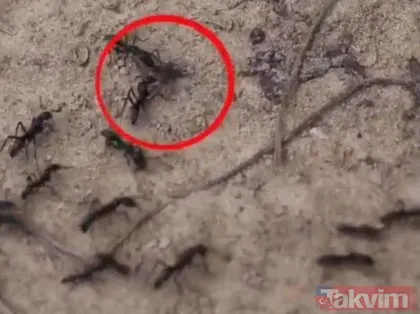 Karıncaların bu son görüntüsü şaşkınlık yarattı!