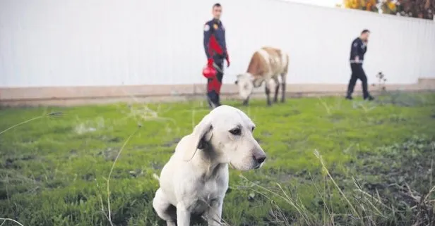 Adana’da kahraman köpek rögara düşen danayı havlayarak kurtarılmasını sağladı