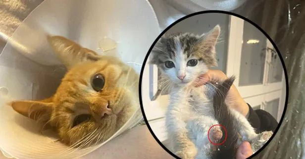 "Bağlama büyüsü" adı altına iblislik! Sokak hayvanlarının uzuvlarını kestiler