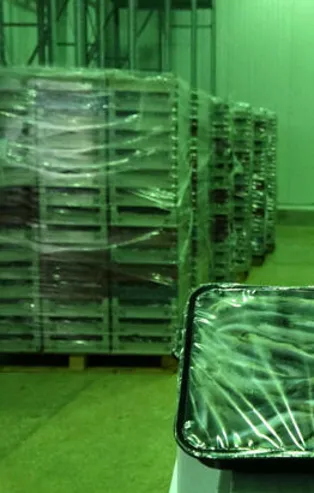 En çok hamsi ihracatı Almanya'ya!