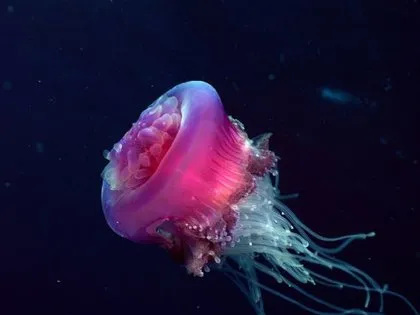 Kolayla neler yapılabilir