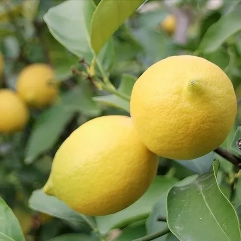 Limon ihracatı durduruldu