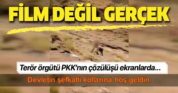 Terör örgütü PKK çözülüyor: Devletin şefkatli kollarına hoş geldin