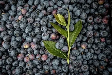 Hafızaya yaban mersini