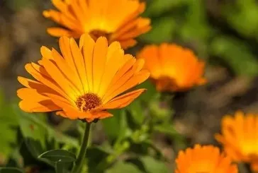 Adet sancısına aynısefa
