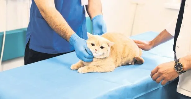 Balkondan düşen kedi Hani’nin kırılan dişleri tedaviyle yenilendi!