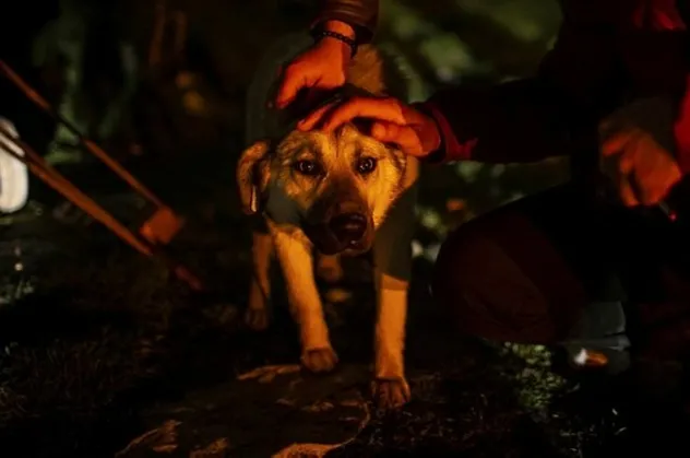 Ankara'daki köpek katliamında yeni gelişme