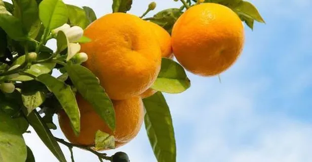 Seferihisar mandalinası artık tescilli