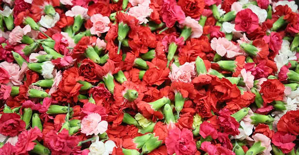 Sirtakide tabak kırmanın yerini alan Türk karanfilinden 2 milyon dolarlık gelir