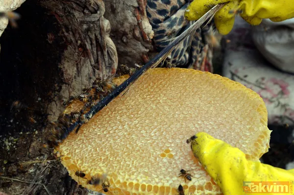 Kilosu 350 TL! 3 bin rakımda üretilen karakovan balından bu yıl 250 ton bekleniyor - 15