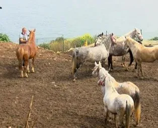 İBB’nin kayıp at skandalında flaş gelişme!