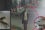 Hatay'da dehşete düşüren olay! Cani adam kedileri köpeklere parçalattı