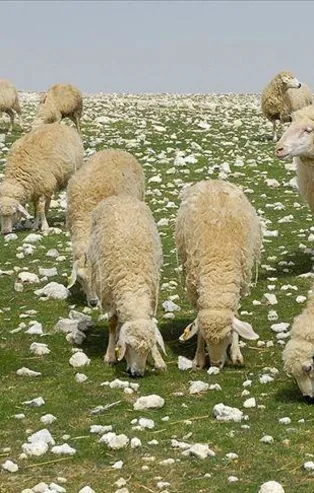 Çoban istihdamı için 53 milyon TL