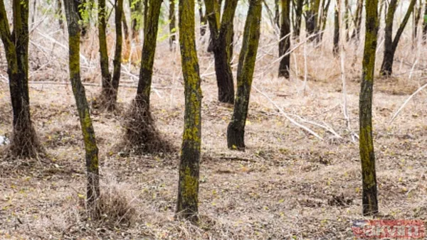 🔴Yanıcı Bitki Ve Odun Birikintilerini Temizlemek: Orman İçindeki Kuru Ot, Yaprak Ve Odun Birikintilerini Azaltmak.