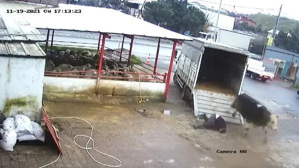 Fırçayla durdurmak istediği dana hastanelik etti! O anlar kamerada-5