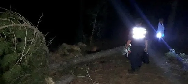 Kestiği ağaç sonu oldu