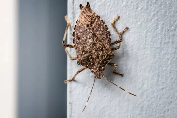 gurcistandan-samsuna-kadar-yayildi-karadenizi-ele-gecirdiler-baskanlardan-acil-eylem-uyarisi-giresun-rize-artv-1696510732908.jpeg 3 ilin başkanı alarma geçti! Samsun, Giresun, Rize, Artvin, Ordu, Trabzon'da yaşayan herkesi ilgilendiriyor! " 30 km boyunca..."-4