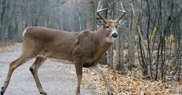 Kanada’da geyiklerde koronavirüse rastlandı