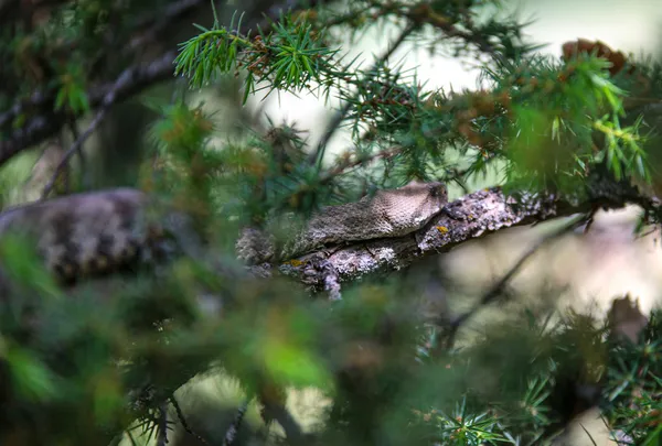 turkiyenin-en-zehirli-turlerinden-koca-engerek-tuncelide-goruldu-tam-25-metre-1620729856174.jpg Türkiye'nin en zehirli türlerinden! Koca engerek Tunceli'de görüldü! Tam 2,5 metre-7