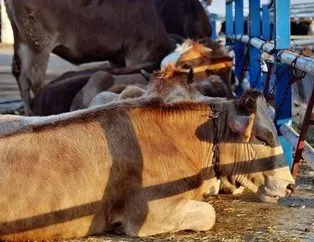 Van’da şap alarmı! Hayvan pazarı kapatıldı